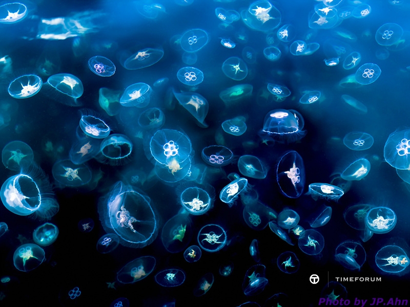 moon-jellyfish-Aurelia-au-004.jpg