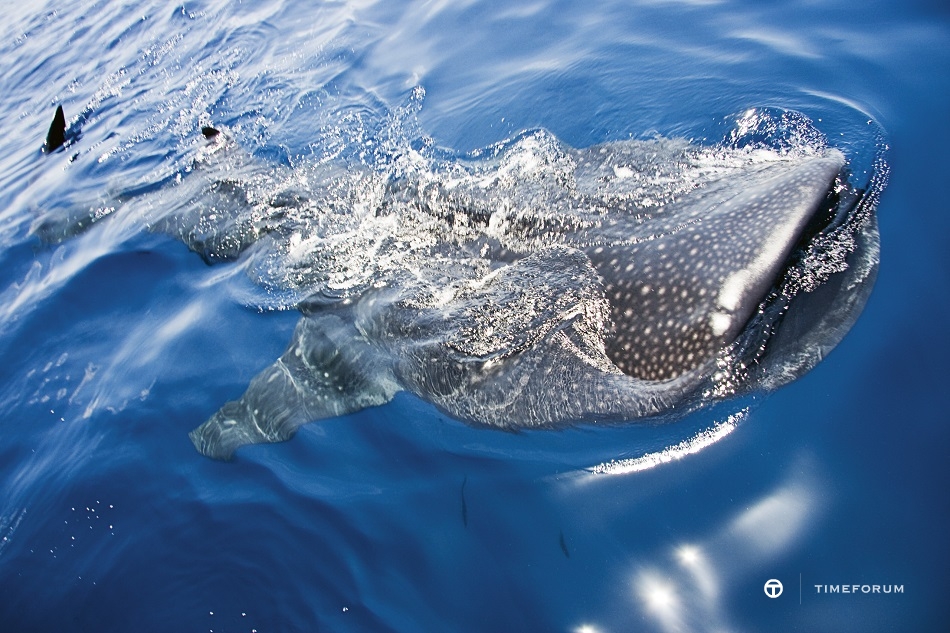 Whale shark_HighRes_13121.jpg