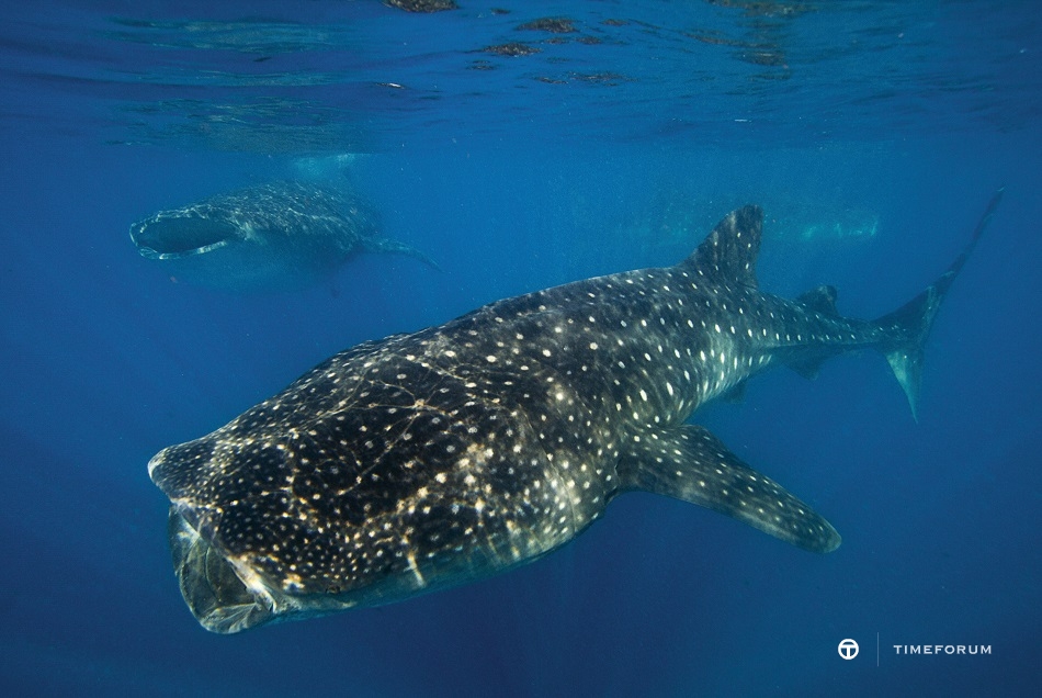 Whale shark_HighRes_13120.jpg