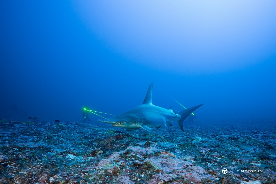 Great hammerhead shark퇤homas Pavy.jpg